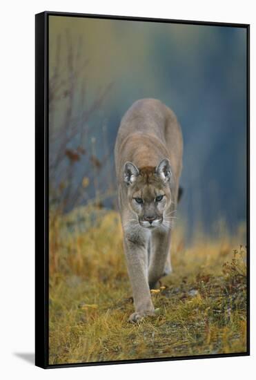 Cougar-DLILLC-Framed Stretched Canvas