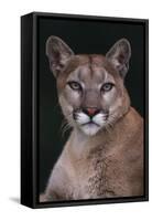 Cougar-DLILLC-Framed Stretched Canvas