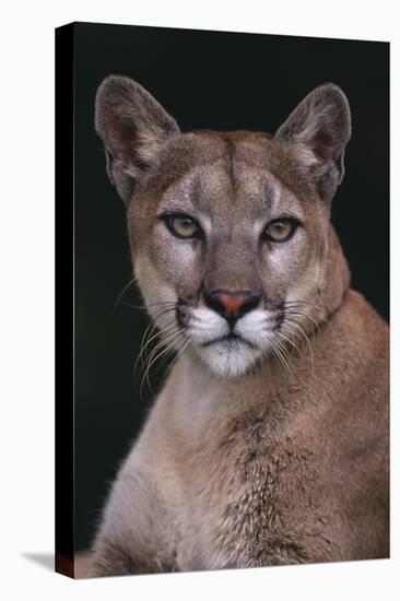 Cougar-DLILLC-Stretched Canvas