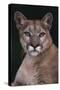 Cougar-DLILLC-Stretched Canvas