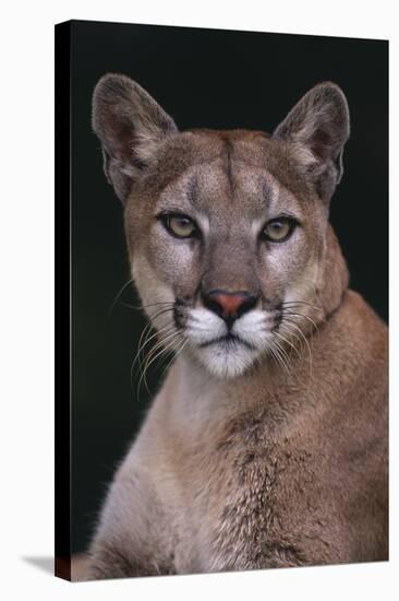 Cougar-DLILLC-Stretched Canvas