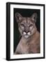 Cougar-DLILLC-Framed Premium Photographic Print