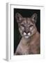 Cougar-DLILLC-Framed Premium Photographic Print