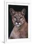 Cougar-DLILLC-Framed Premium Photographic Print