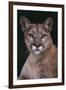 Cougar-DLILLC-Framed Premium Photographic Print