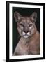 Cougar-DLILLC-Framed Premium Photographic Print