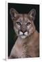 Cougar-DLILLC-Framed Premium Photographic Print