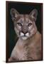 Cougar-DLILLC-Framed Premium Photographic Print