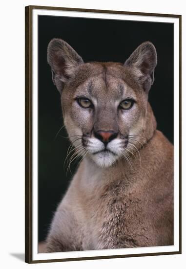 Cougar-DLILLC-Framed Premium Photographic Print