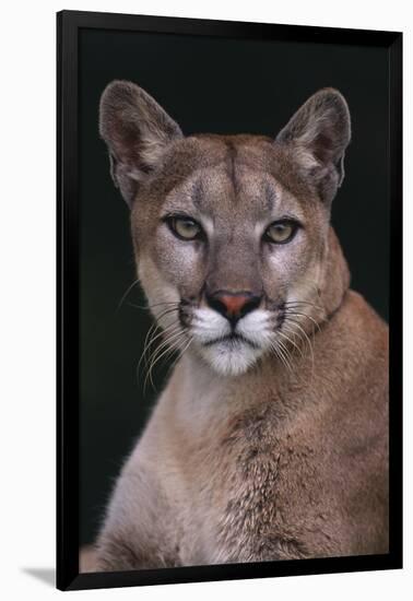 Cougar-DLILLC-Framed Premium Photographic Print