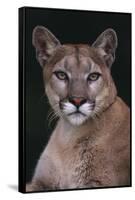 Cougar-DLILLC-Framed Stretched Canvas