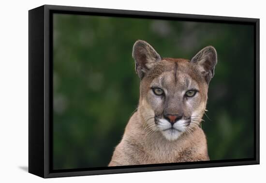 Cougar-DLILLC-Framed Stretched Canvas