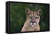 Cougar-DLILLC-Framed Stretched Canvas