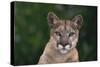 Cougar-DLILLC-Stretched Canvas