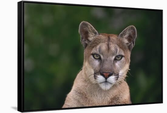 Cougar-DLILLC-Framed Stretched Canvas