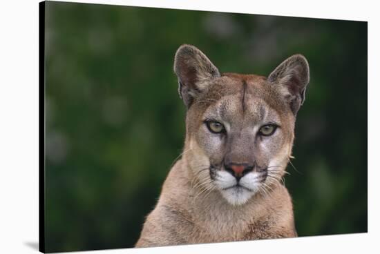 Cougar-DLILLC-Stretched Canvas