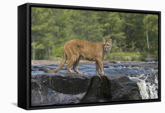 Cougar-outdoorsman-Framed Stretched Canvas