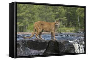 Cougar-outdoorsman-Framed Stretched Canvas