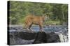 Cougar-outdoorsman-Stretched Canvas