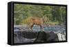 Cougar-outdoorsman-Framed Stretched Canvas