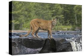 Cougar-outdoorsman-Stretched Canvas