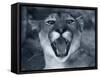 Cougar-Gordon Semmens-Framed Stretched Canvas