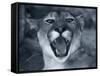 Cougar-Gordon Semmens-Framed Stretched Canvas