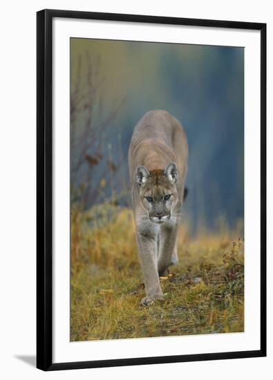 Cougar-DLILLC-Framed Photographic Print