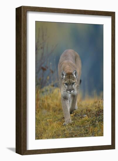 Cougar-DLILLC-Framed Photographic Print