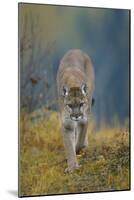 Cougar-DLILLC-Mounted Photographic Print