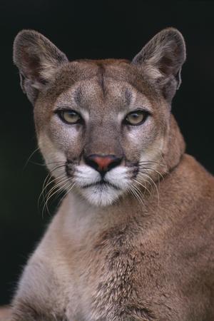 'Cougar' Photographic Print - DLILLC | AllPosters.com