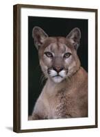 Cougar-DLILLC-Framed Photographic Print