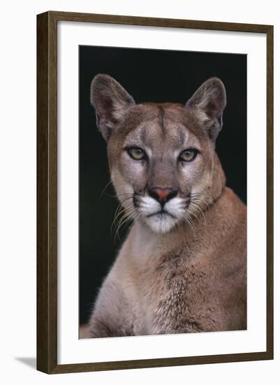 Cougar-DLILLC-Framed Photographic Print