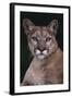 Cougar-DLILLC-Framed Photographic Print