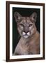 Cougar-DLILLC-Framed Photographic Print