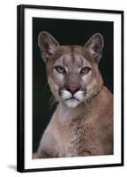 Cougar-DLILLC-Framed Photographic Print