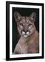 Cougar-DLILLC-Framed Photographic Print