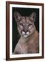 Cougar-DLILLC-Framed Photographic Print