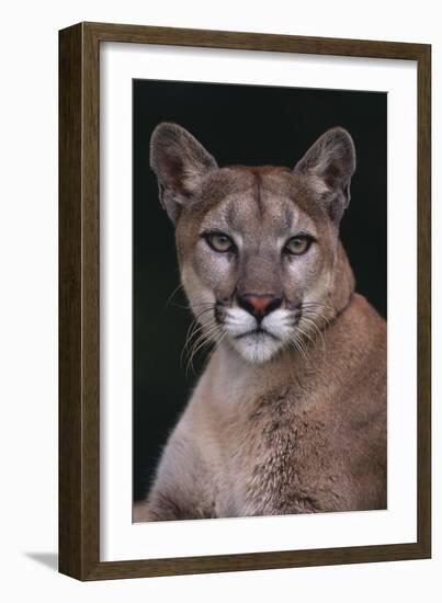 Cougar-DLILLC-Framed Photographic Print