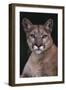 Cougar-DLILLC-Framed Photographic Print