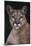 Cougar-DLILLC-Mounted Photographic Print