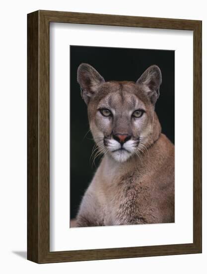 Cougar-DLILLC-Framed Photographic Print