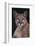 Cougar-DLILLC-Framed Photographic Print