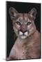 Cougar-DLILLC-Mounted Photographic Print