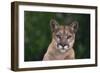 Cougar-DLILLC-Framed Photographic Print