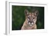 Cougar-DLILLC-Framed Photographic Print