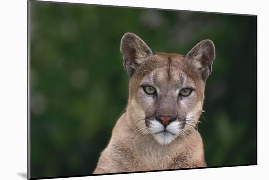 Cougar-DLILLC-Mounted Photographic Print