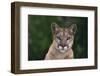 Cougar-DLILLC-Framed Photographic Print