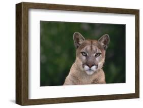 Cougar-DLILLC-Framed Photographic Print