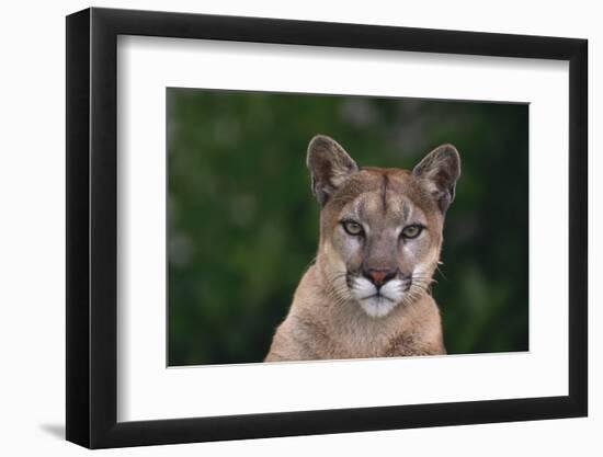 Cougar-DLILLC-Framed Photographic Print